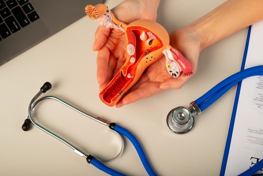 Receptividade endometrial: o que é e sua importância